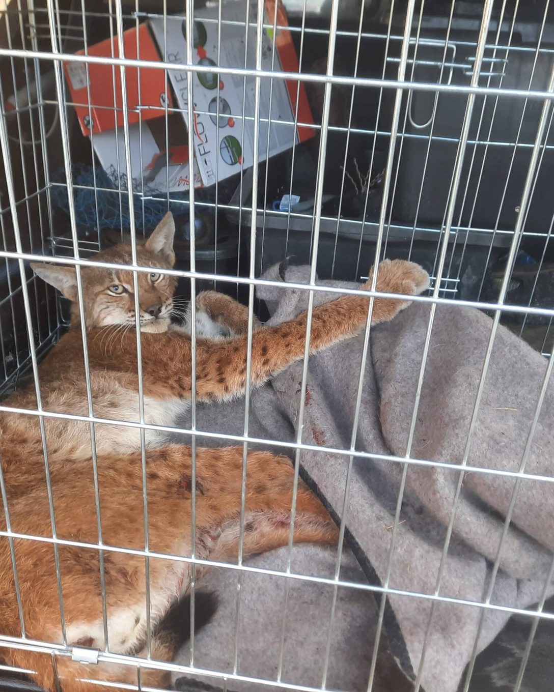 Viimsis kinni püütud ilves puhkab teki peal transpordipuuris